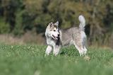 ALASKAN MALAMUTE 125
